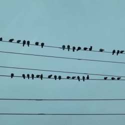 I WILL NOTATE YOUR MUSIC AND CREATE PROFESSIONAL CHARTS