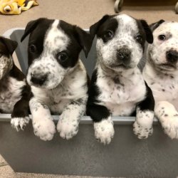 California fresno veterinarian